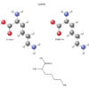 Lysine