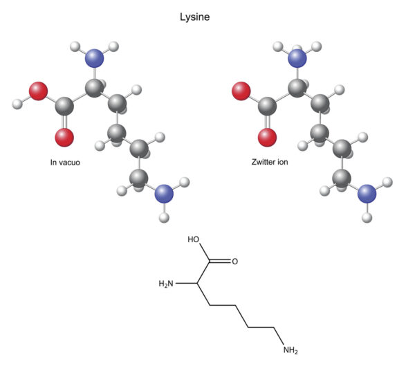 Lysine