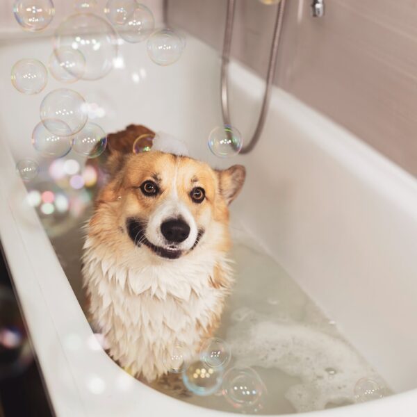 K9 Neem Shampoo