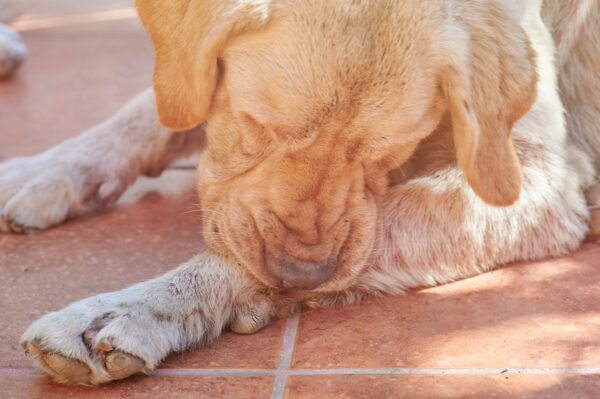 K9 Itchy Gel - Image 3