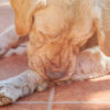K9 Itchy Spray