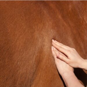 Equine Muscle Rub