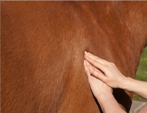 Equine Muscle Rub