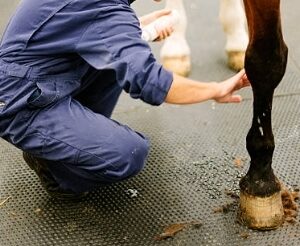Equine Tendon Gel