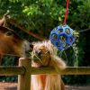 Horse feeding ball - Image 2