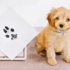 Pet Paw Print Ink Pad - Image 2