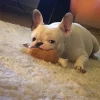 1pc Squeaky Dog Toy (SDT2) - Image 3