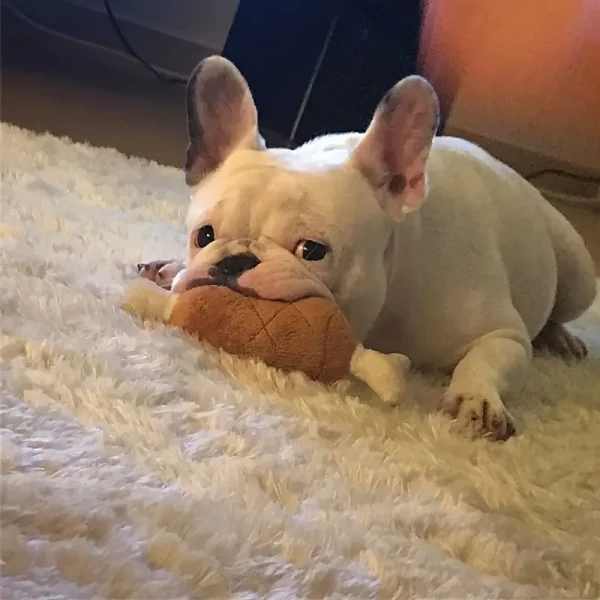 1pc Squeaky Dog Toy (SDT2) - Image 3