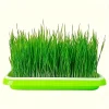 Micro-Green Seed Tray for Cats (MST1) Large